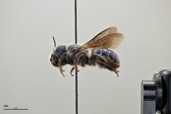 Media type: image;   Entomology 790480 Aspect: habitus lateral view